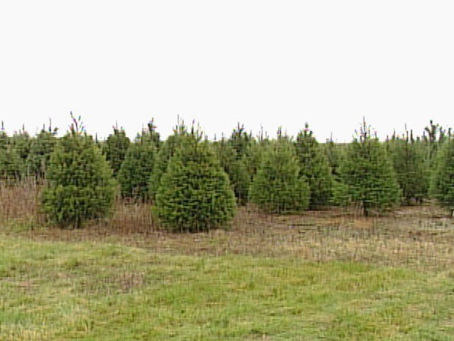 28 best local christmas tree farms trees ready to be 28 best local christmas tree farms trees ready to be